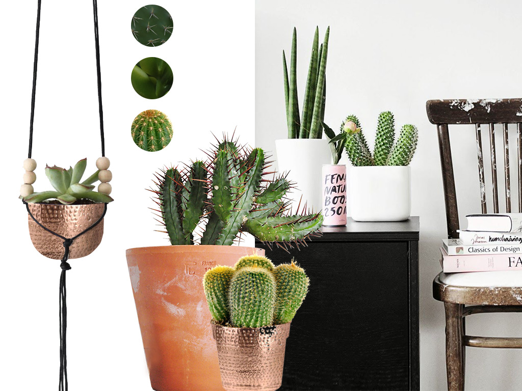 Moodboard | Cactus in huis | Stek Magazine 