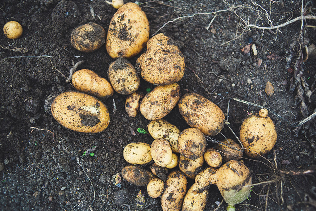 Aardappelen zelf kweken | Stek Magazine