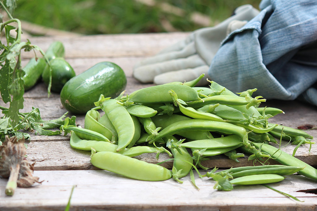 Moestuin op balkon? Stek Magazine